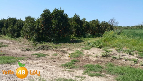 roben tabee3ar (18).JPG